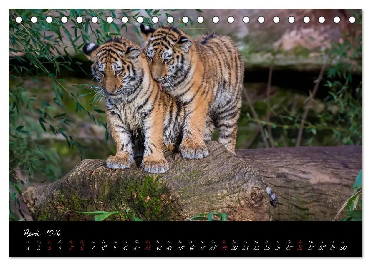 Bild: 9783457909393 | Tiergarten Nürnberg (Tischkalender 2026 DIN A5 quer), CALVENDO...