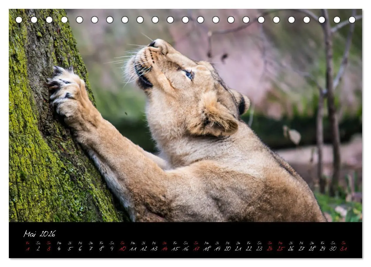 Bild: 9783457909393 | Tiergarten Nürnberg (Tischkalender 2026 DIN A5 quer), CALVENDO...