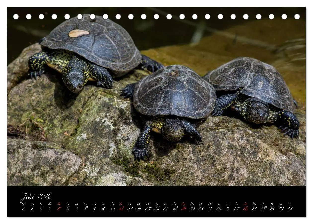 Bild: 9783457909393 | Tiergarten Nürnberg (Tischkalender 2026 DIN A5 quer), CALVENDO...