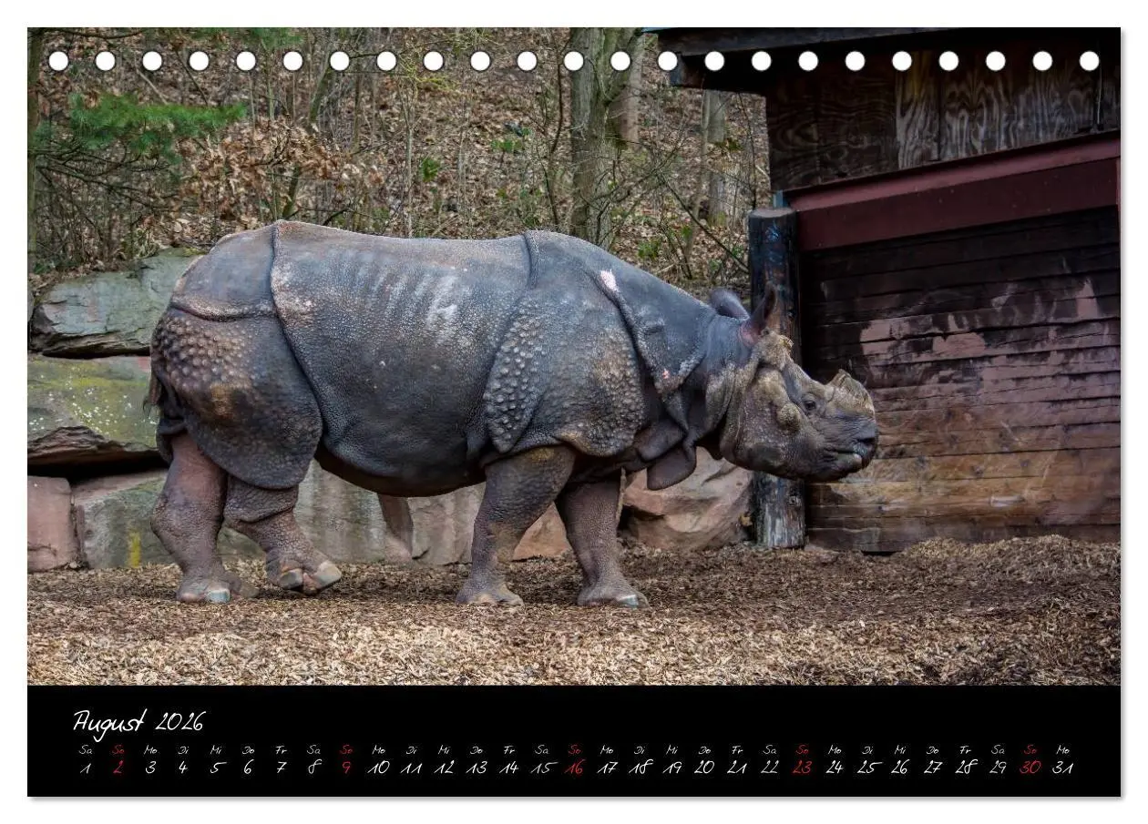 Bild: 9783457909393 | Tiergarten Nürnberg (Tischkalender 2026 DIN A5 quer), CALVENDO...