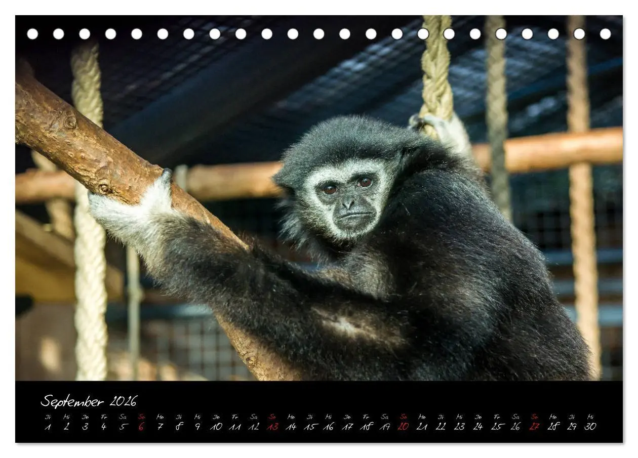 Bild: 9783457909393 | Tiergarten Nürnberg (Tischkalender 2026 DIN A5 quer), CALVENDO...