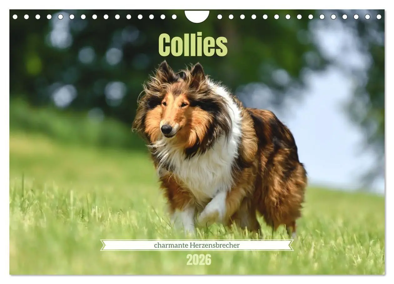 Cover: 9783516699593 | Collies - charmante Herzensbrecher (Wandkalender 2026 DIN A4 quer),...