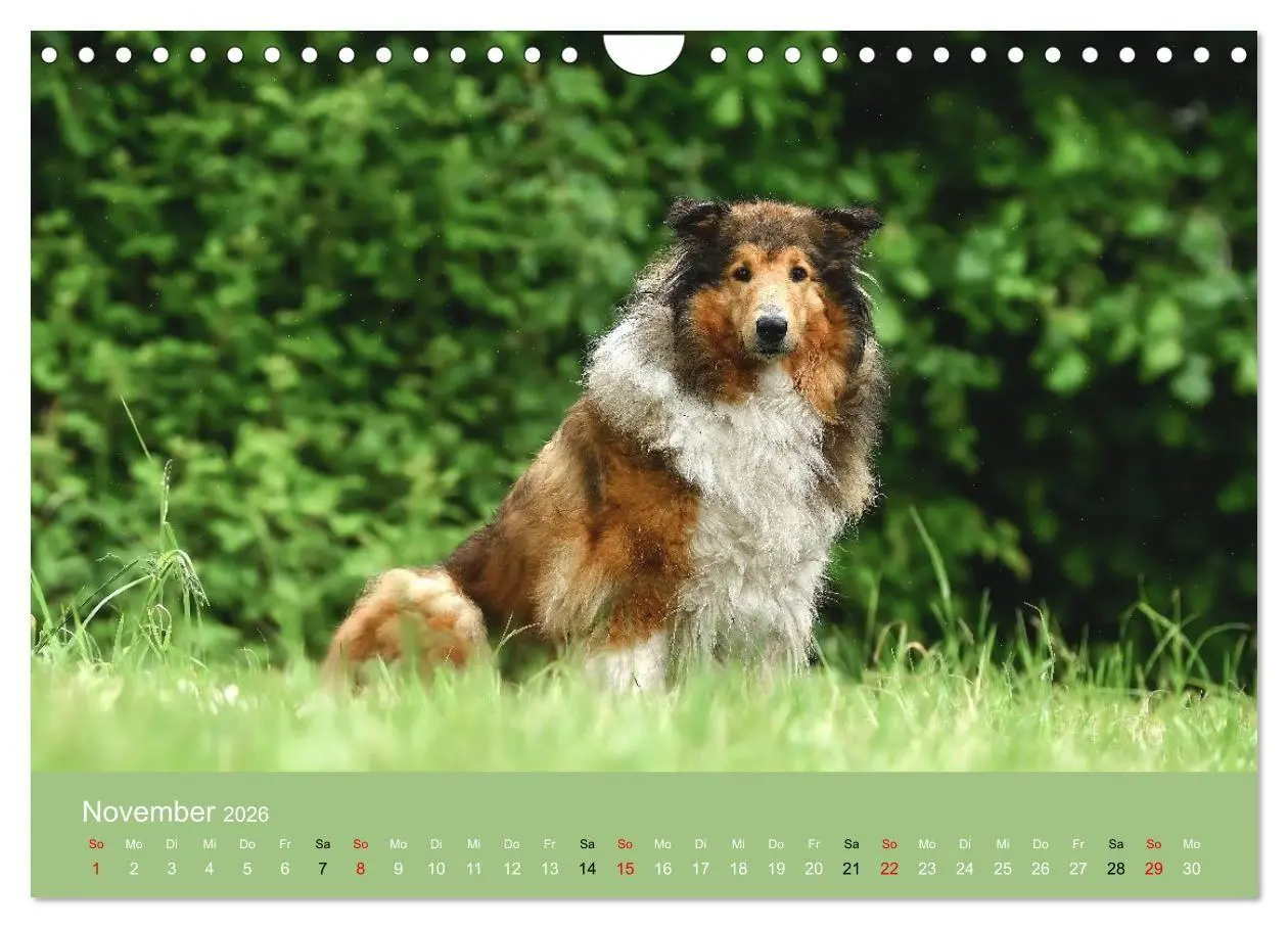Bild: 9783516699593 | Collies - charmante Herzensbrecher (Wandkalender 2026 DIN A4 quer),...