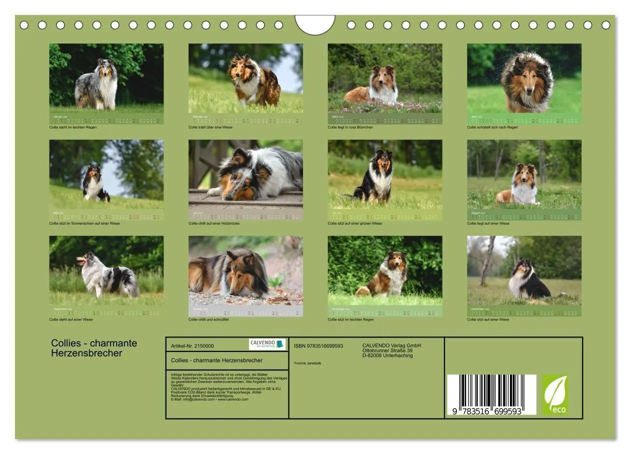 Bild: 9783516699593 | Collies - charmante Herzensbrecher (Wandkalender 2026 DIN A4 quer),...