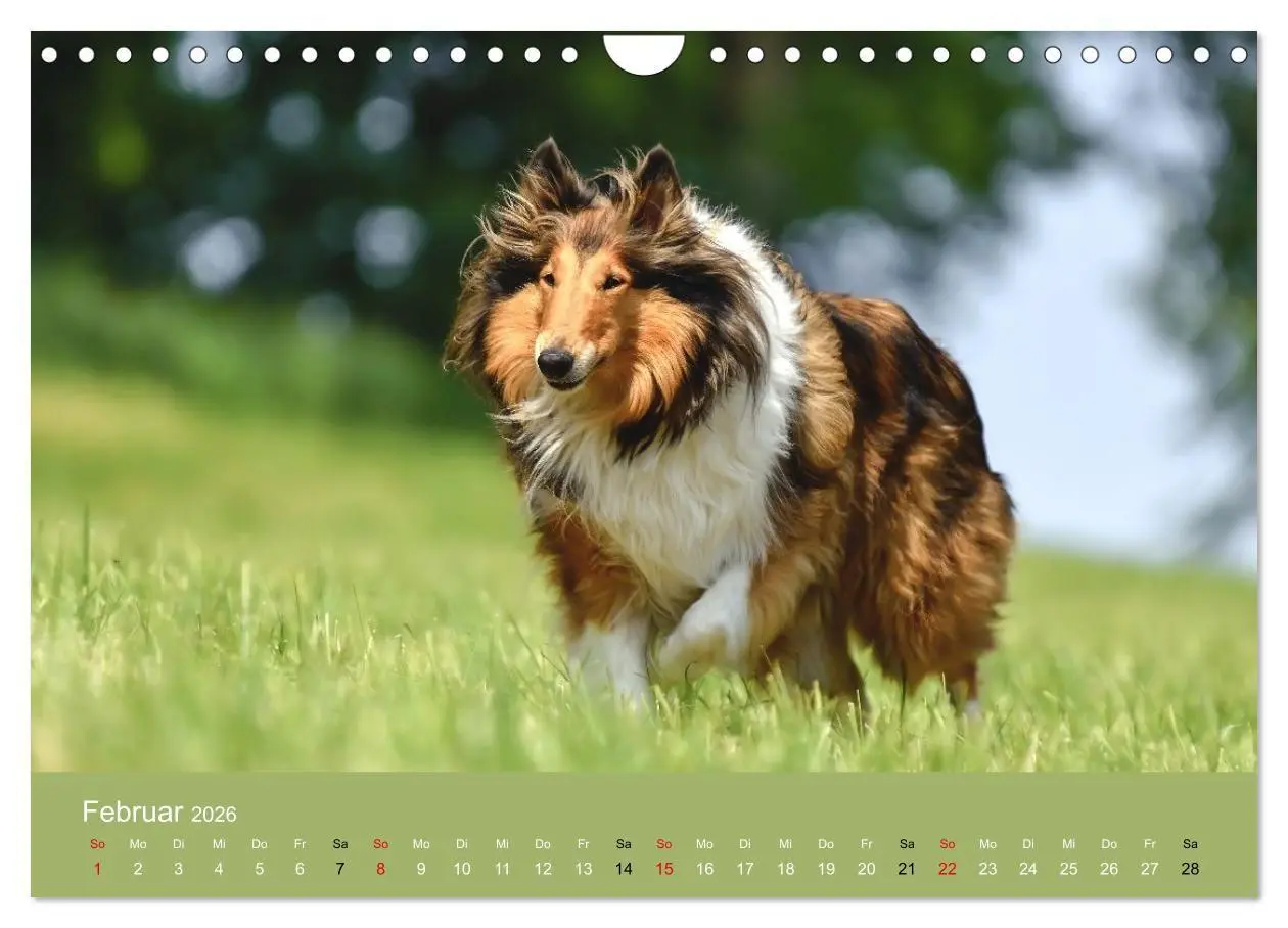 Bild: 9783516699593 | Collies - charmante Herzensbrecher (Wandkalender 2026 DIN A4 quer),...