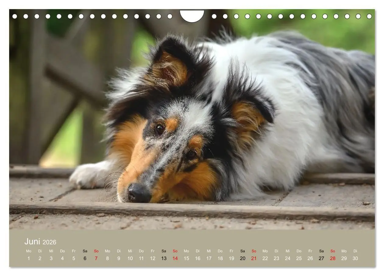 Bild: 9783516699593 | Collies - charmante Herzensbrecher (Wandkalender 2026 DIN A4 quer),...