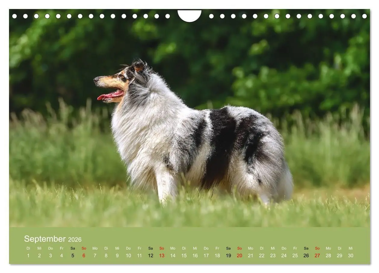 Bild: 9783516699593 | Collies - charmante Herzensbrecher (Wandkalender 2026 DIN A4 quer),...