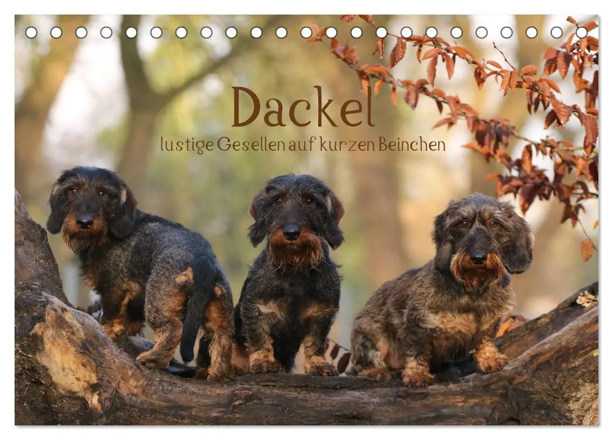 Cover: 9783457669693 | Dackel - lustige Gesellen auf kurzen Beinchen (Tischkalender 2026...