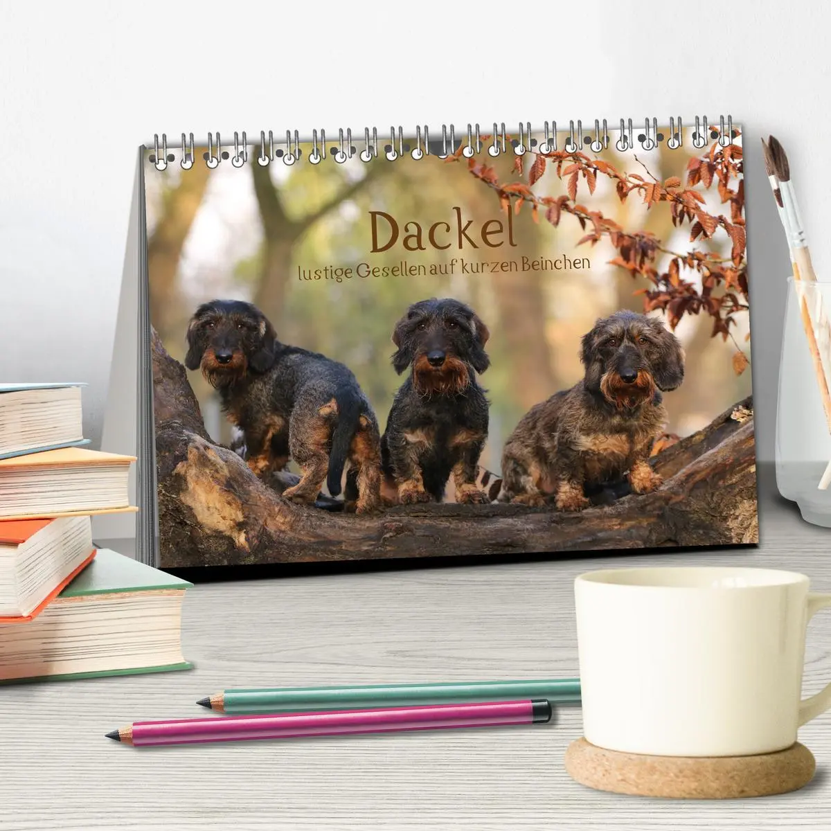 Bild: 9783457669693 | Dackel - lustige Gesellen auf kurzen Beinchen (Tischkalender 2026...