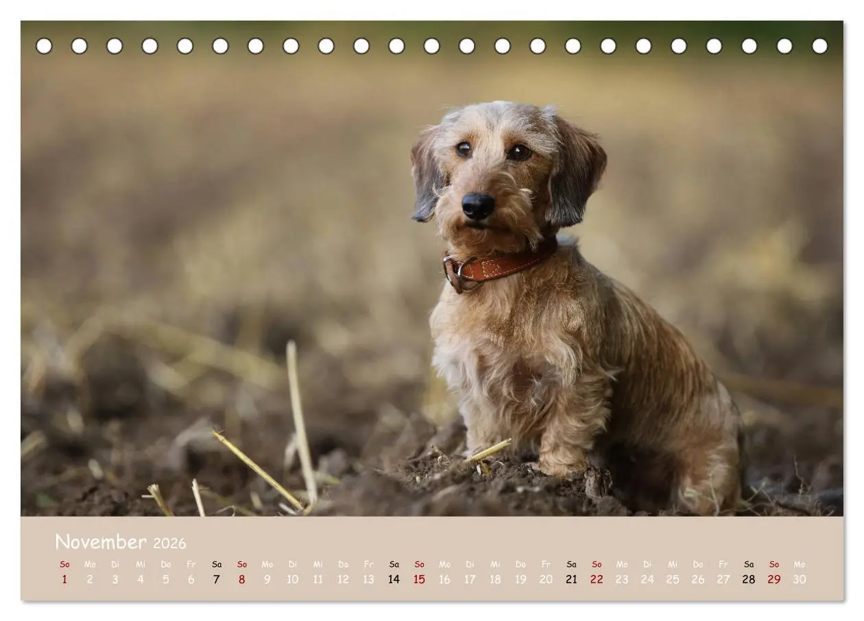Bild: 9783457669693 | Dackel - lustige Gesellen auf kurzen Beinchen (Tischkalender 2026...