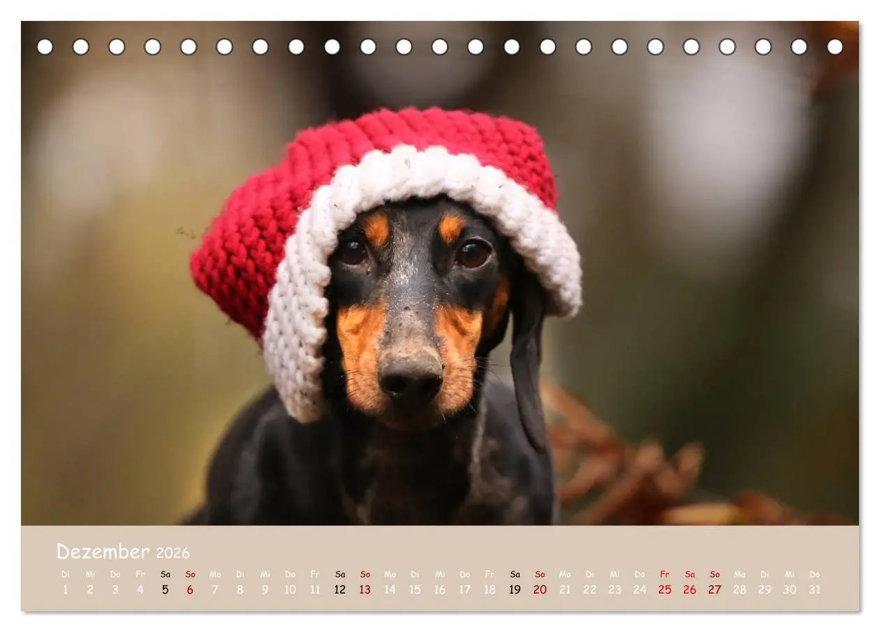 Bild: 9783457669693 | Dackel - lustige Gesellen auf kurzen Beinchen (Tischkalender 2026...