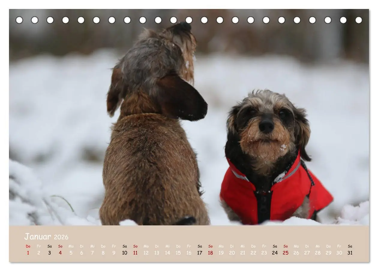 Bild: 9783457669693 | Dackel - lustige Gesellen auf kurzen Beinchen (Tischkalender 2026...