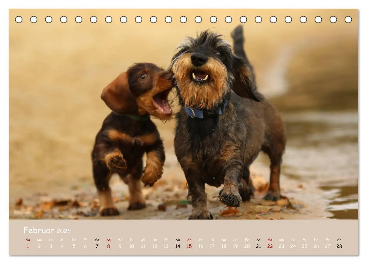 Bild: 9783457669693 | Dackel - lustige Gesellen auf kurzen Beinchen (Tischkalender 2026...