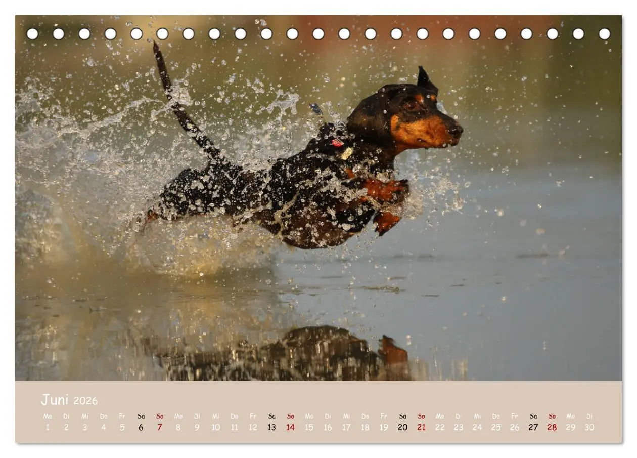 Bild: 9783457669693 | Dackel - lustige Gesellen auf kurzen Beinchen (Tischkalender 2026...