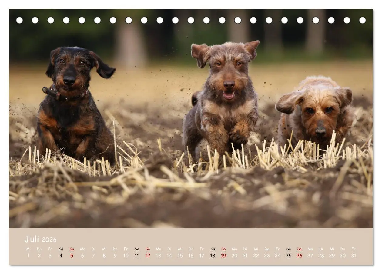 Bild: 9783457669693 | Dackel - lustige Gesellen auf kurzen Beinchen (Tischkalender 2026...