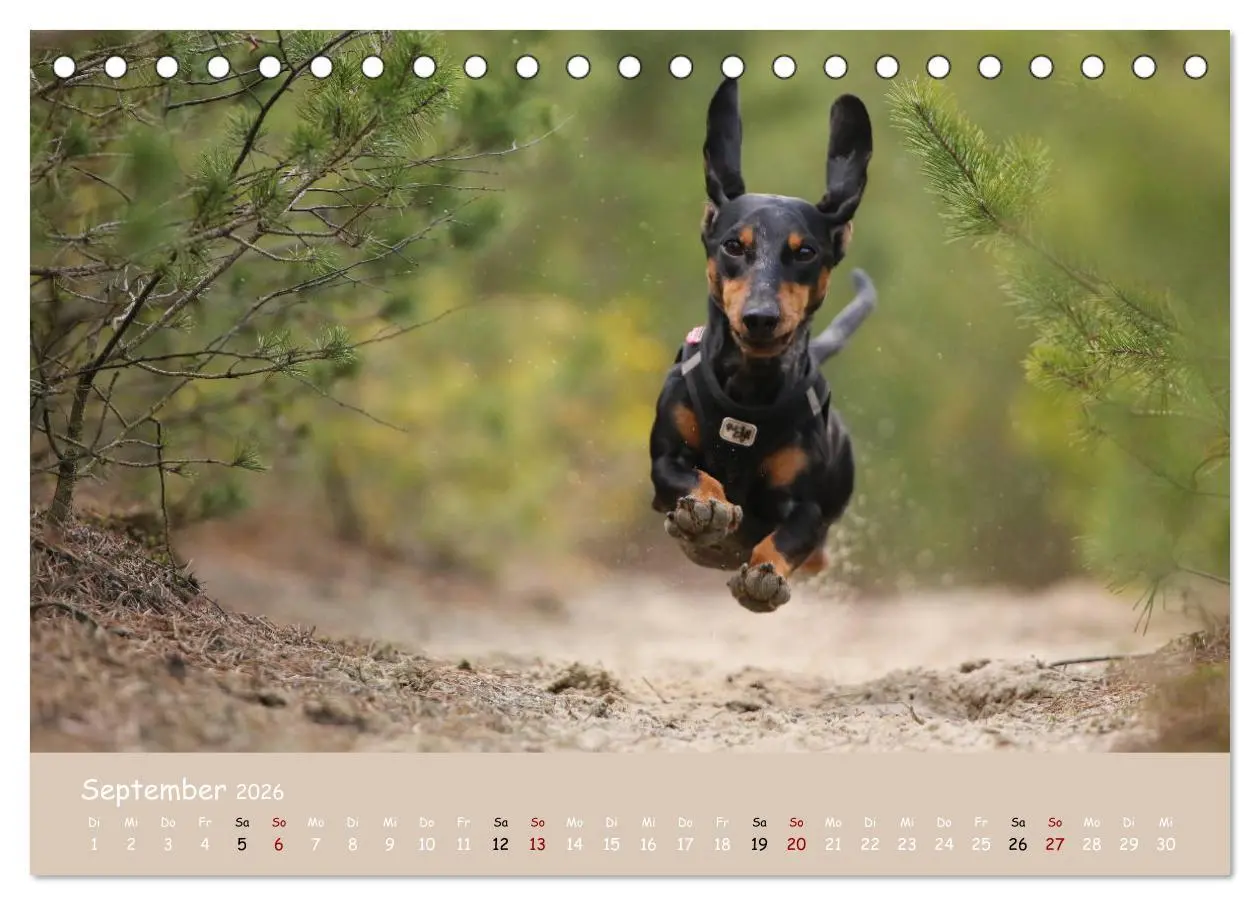 Bild: 9783457669693 | Dackel - lustige Gesellen auf kurzen Beinchen (Tischkalender 2026...
