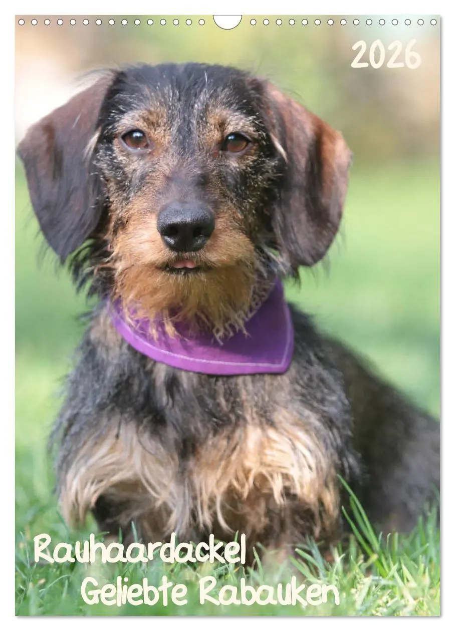 Cover: 9783516449693 | Geliebte Rabauken - Rauhaardackel (Wandkalender 2026 DIN A3 hoch),...