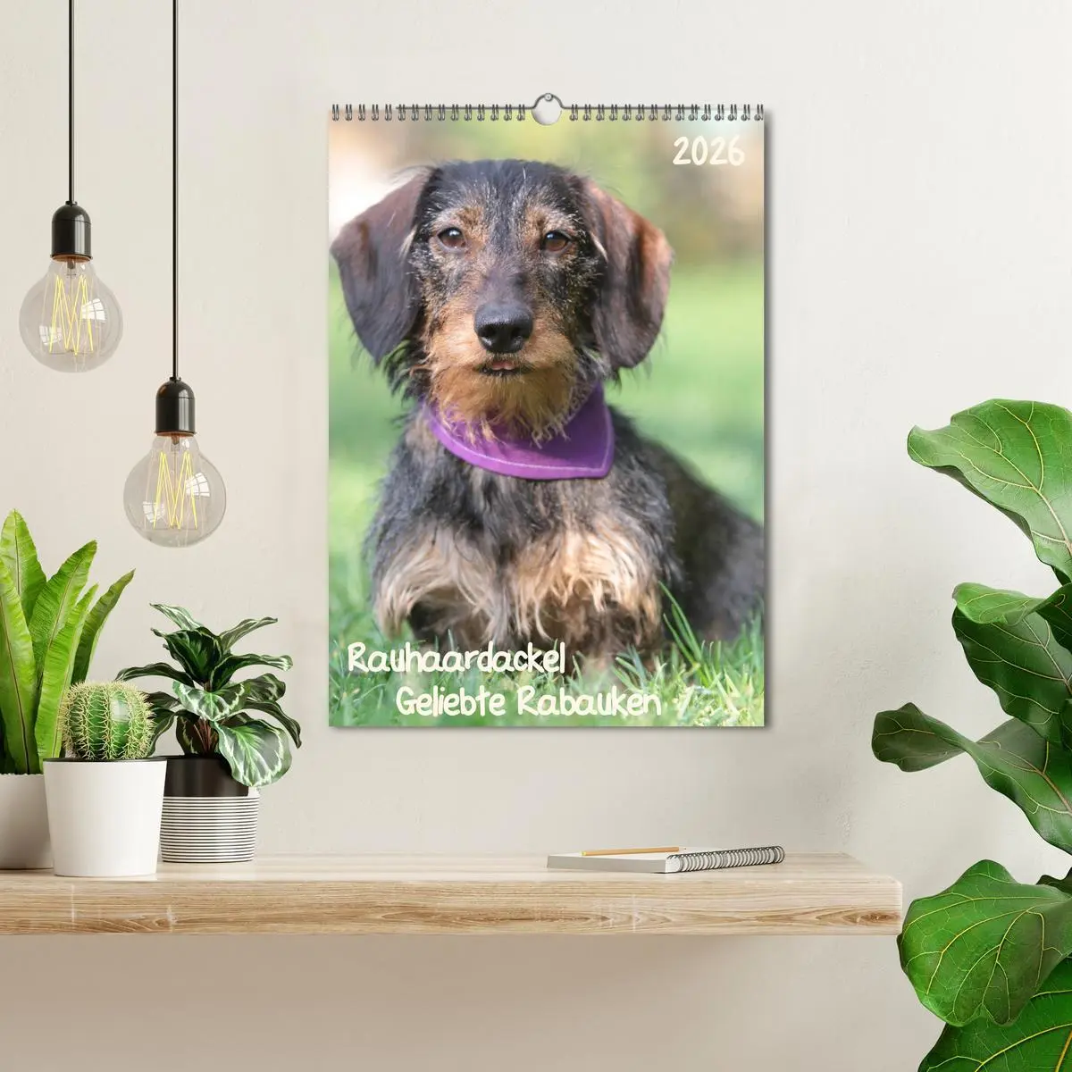 Bild: 9783516449693 | Geliebte Rabauken - Rauhaardackel (Wandkalender 2026 DIN A3 hoch),...