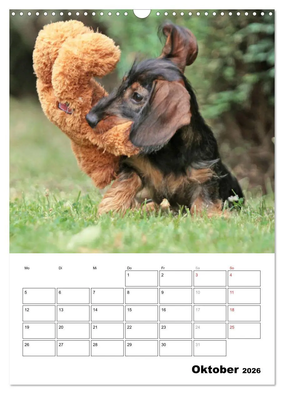Bild: 9783516449693 | Geliebte Rabauken - Rauhaardackel (Wandkalender 2026 DIN A3 hoch),...