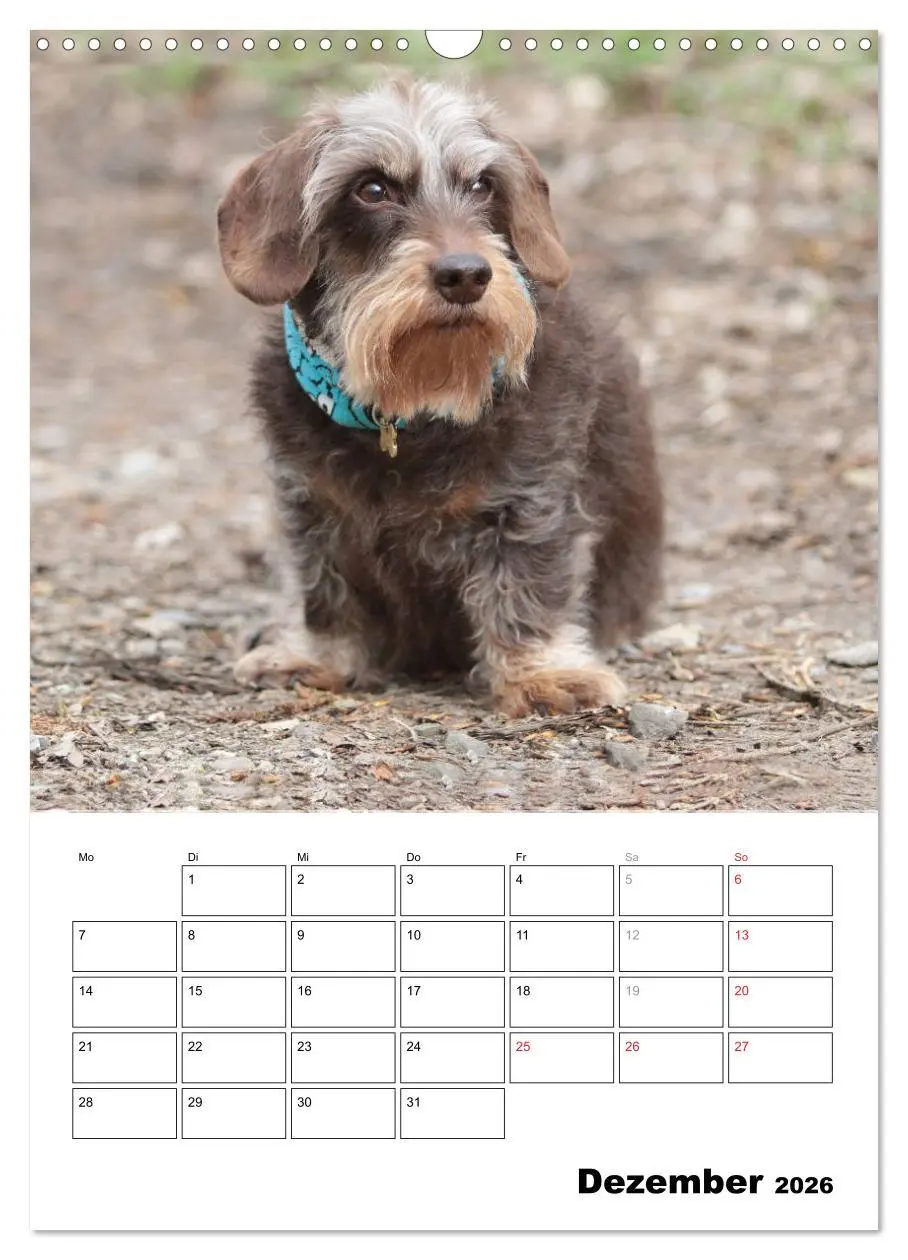 Bild: 9783516449693 | Geliebte Rabauken - Rauhaardackel (Wandkalender 2026 DIN A3 hoch),...