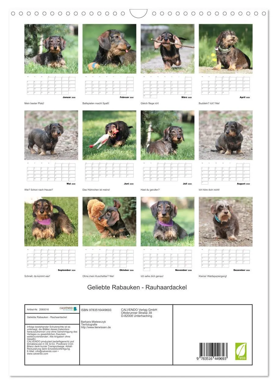 Bild: 9783516449693 | Geliebte Rabauken - Rauhaardackel (Wandkalender 2026 DIN A3 hoch),...