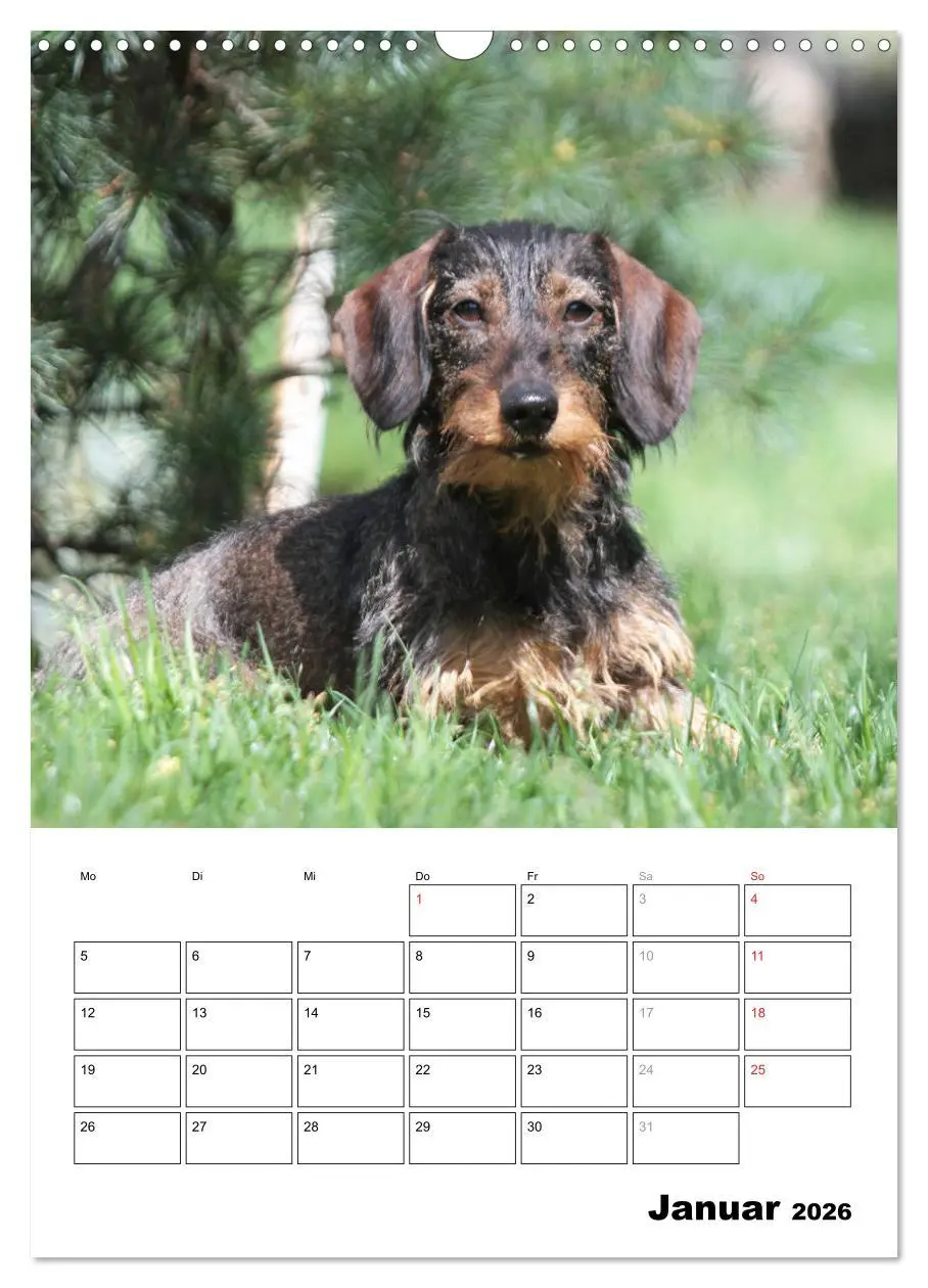 Bild: 9783516449693 | Geliebte Rabauken - Rauhaardackel (Wandkalender 2026 DIN A3 hoch),...