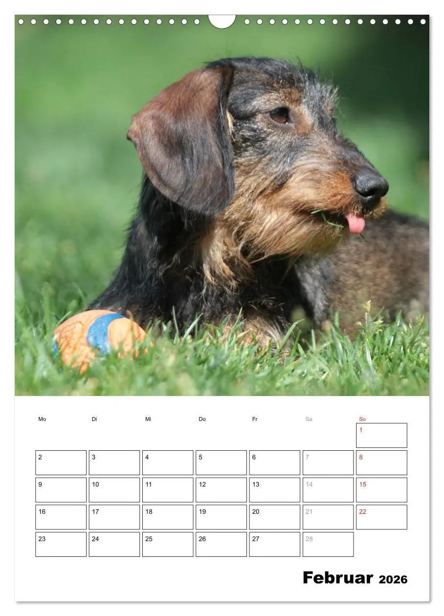 Bild: 9783516449693 | Geliebte Rabauken - Rauhaardackel (Wandkalender 2026 DIN A3 hoch),...