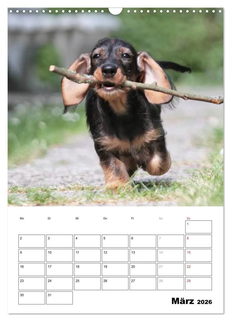 Bild: 9783516449693 | Geliebte Rabauken - Rauhaardackel (Wandkalender 2026 DIN A3 hoch),...