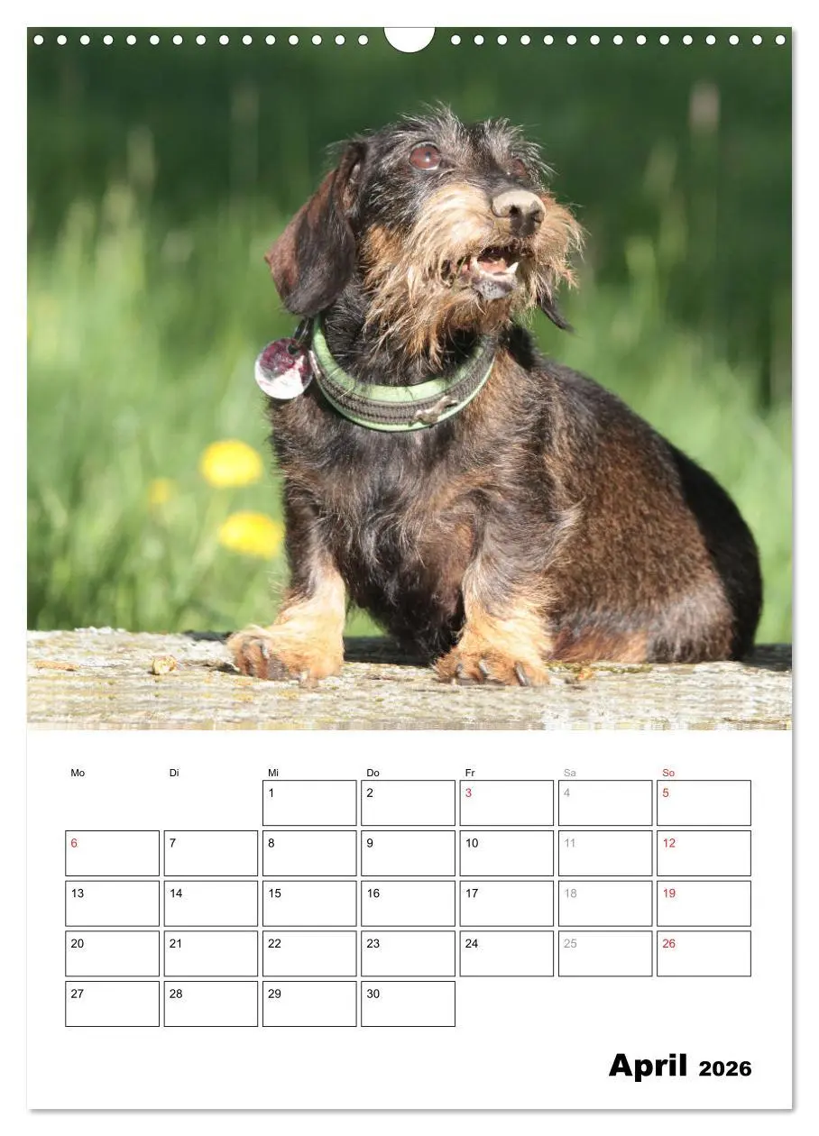 Bild: 9783516449693 | Geliebte Rabauken - Rauhaardackel (Wandkalender 2026 DIN A3 hoch),...
