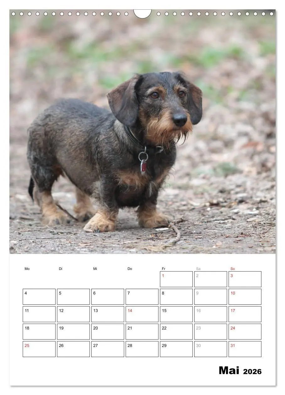 Bild: 9783516449693 | Geliebte Rabauken - Rauhaardackel (Wandkalender 2026 DIN A3 hoch),...