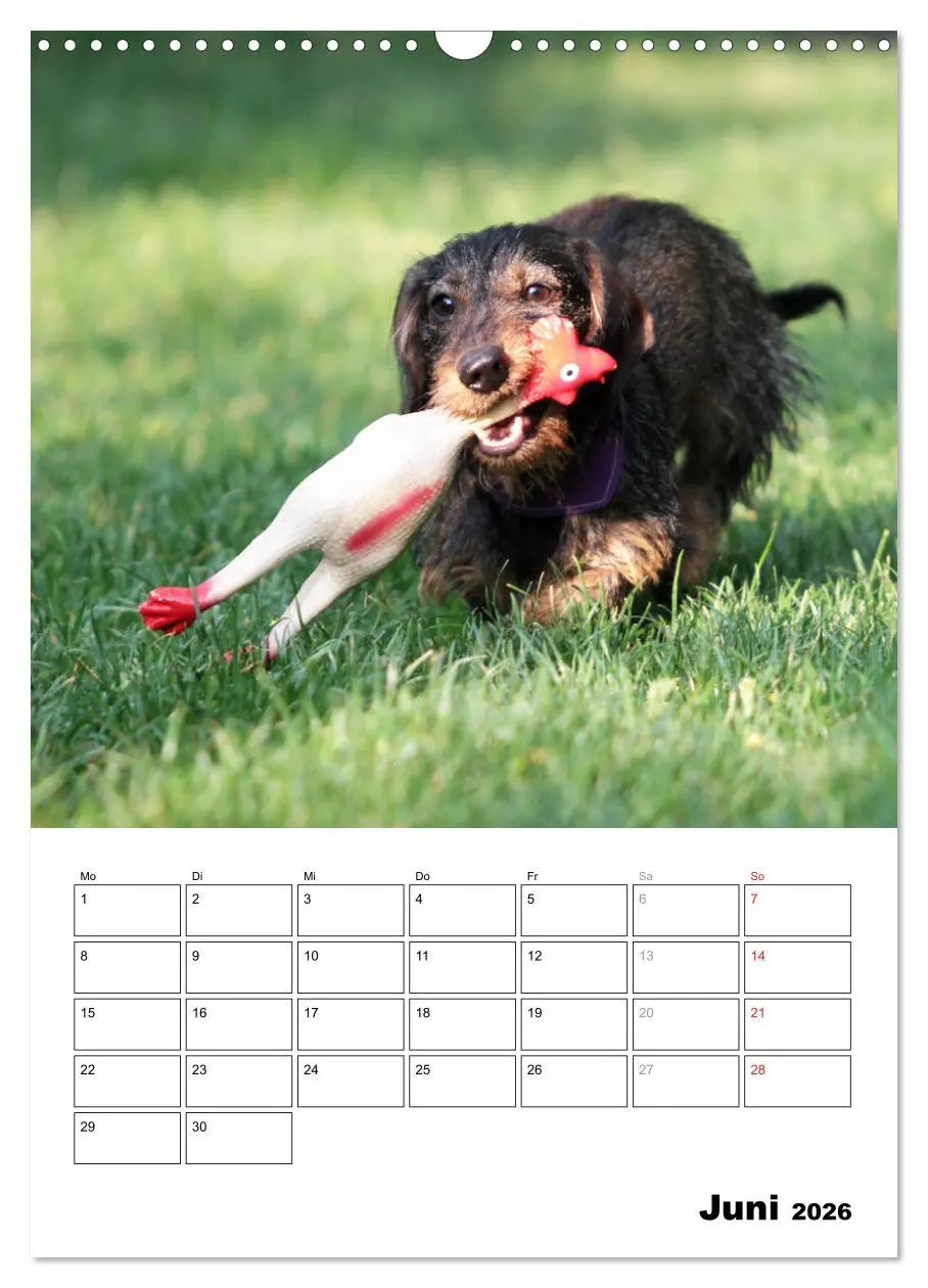 Bild: 9783516449693 | Geliebte Rabauken - Rauhaardackel (Wandkalender 2026 DIN A3 hoch),...