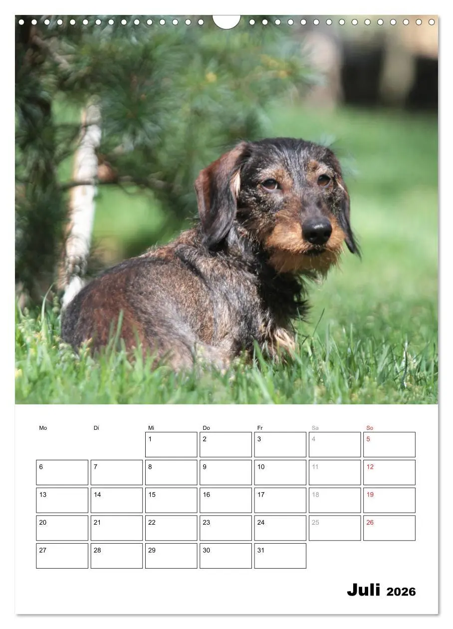 Bild: 9783516449693 | Geliebte Rabauken - Rauhaardackel (Wandkalender 2026 DIN A3 hoch),...