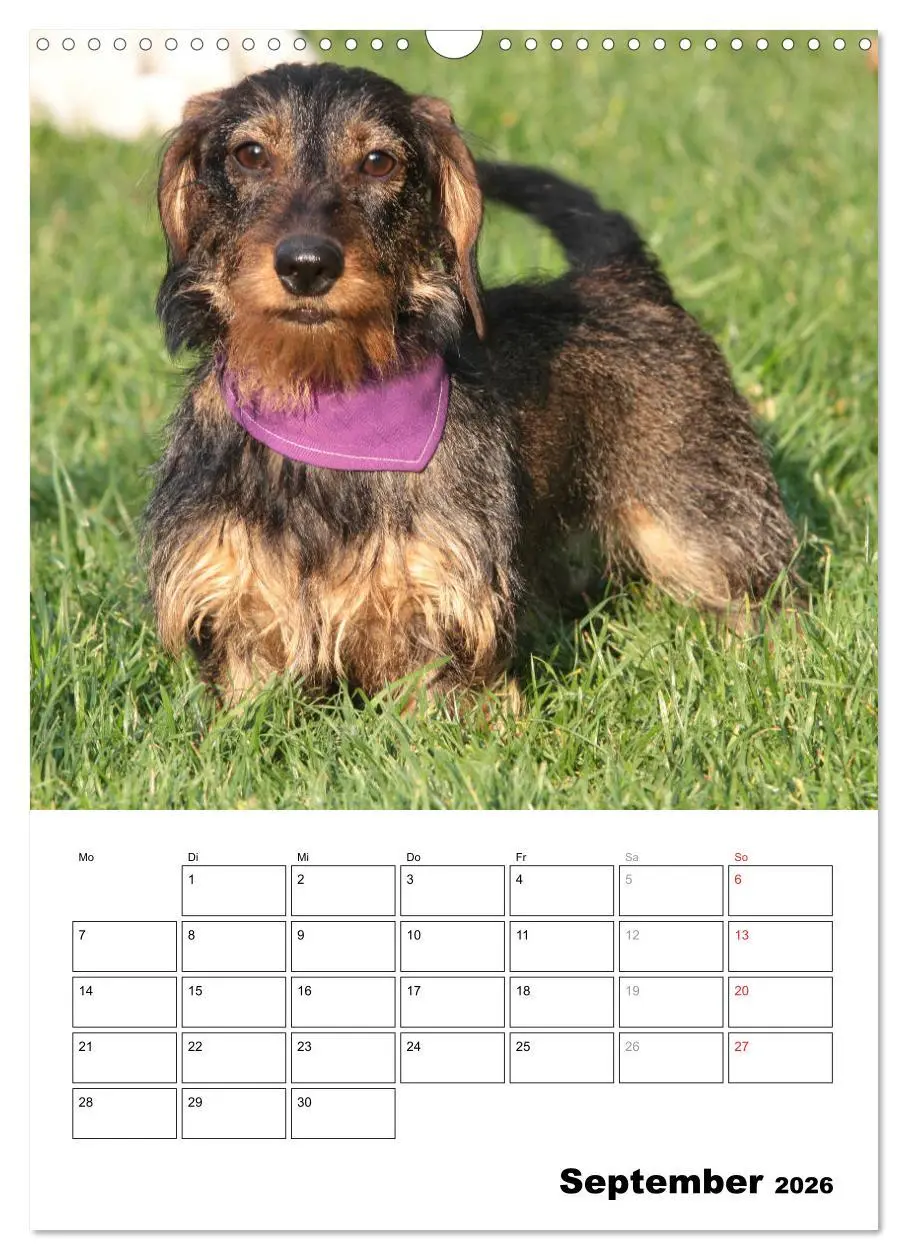 Bild: 9783516449693 | Geliebte Rabauken - Rauhaardackel (Wandkalender 2026 DIN A3 hoch),...