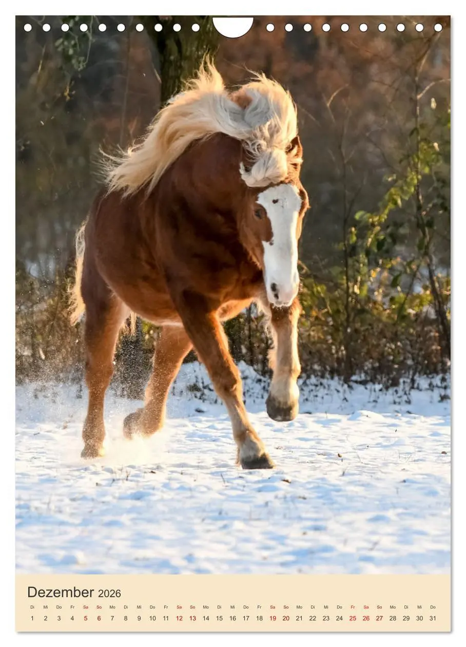 Bild: 9783516299793 | Schwarzwälder Füchse von Julia Hahn Photography (Wandkalender 2026...