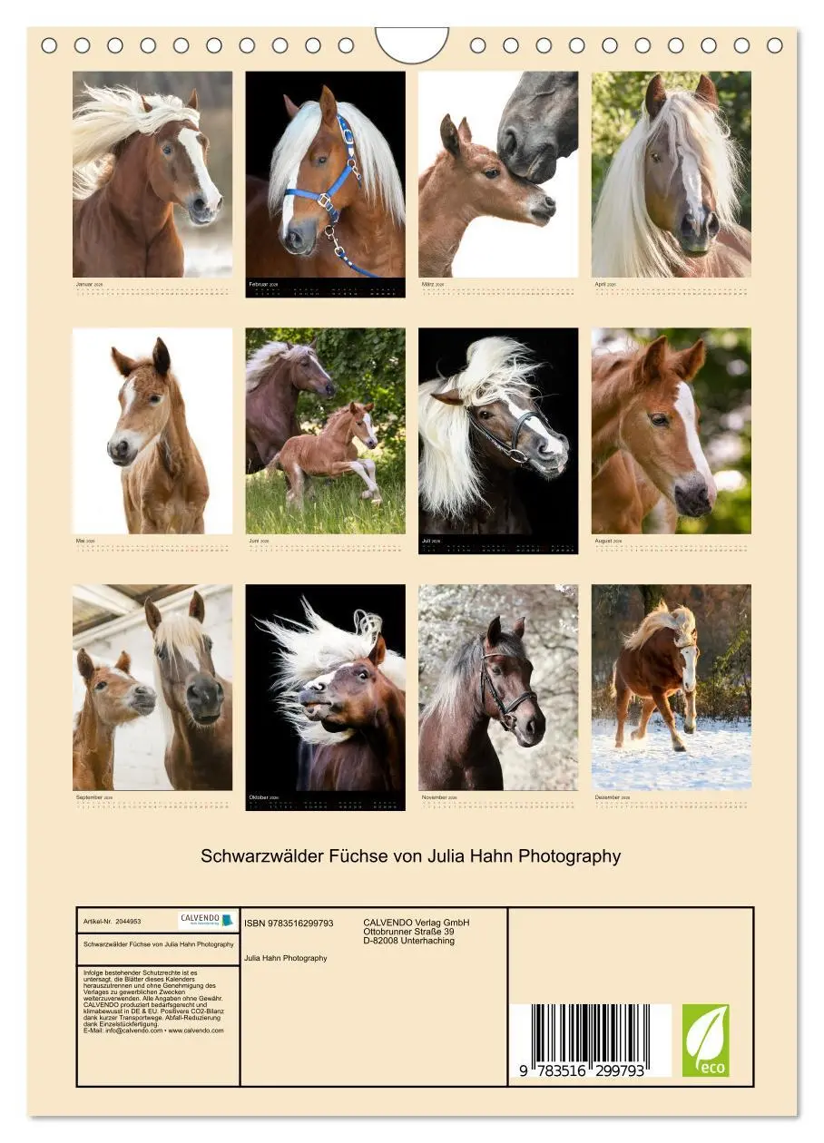 Bild: 9783516299793 | Schwarzwälder Füchse von Julia Hahn Photography (Wandkalender 2026...