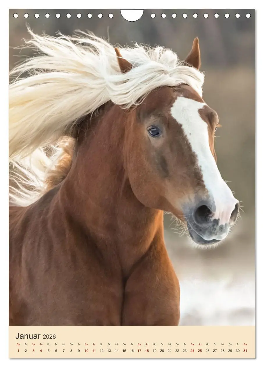 Bild: 9783516299793 | Schwarzwälder Füchse von Julia Hahn Photography (Wandkalender 2026...
