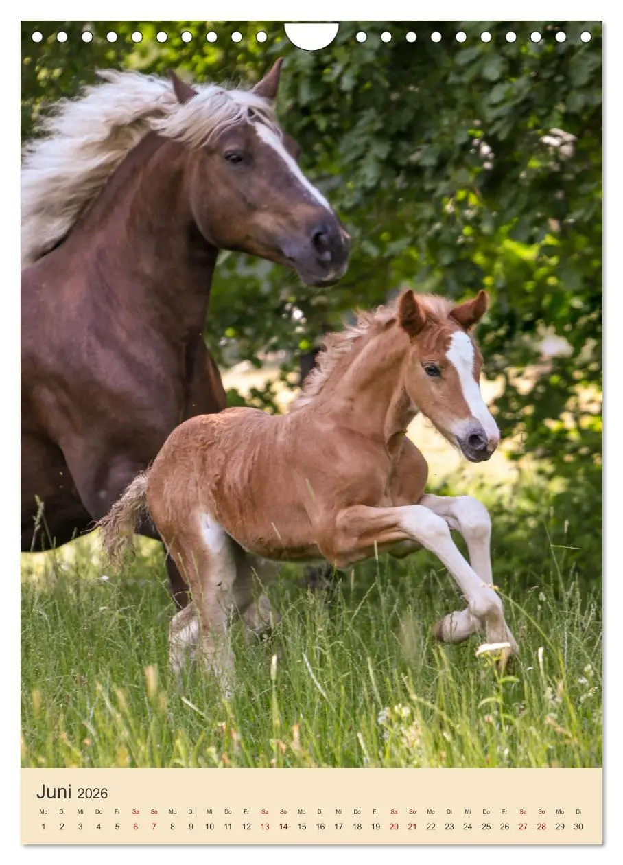 Bild: 9783516299793 | Schwarzwälder Füchse von Julia Hahn Photography (Wandkalender 2026...