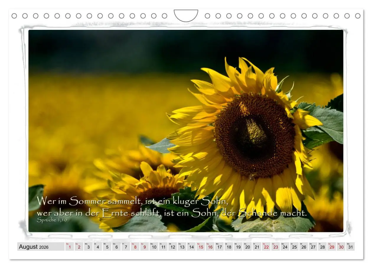 Bild: 9783457889893 | Biblische Sprüche und Verse (Wandkalender 2026 DIN A4 quer),...