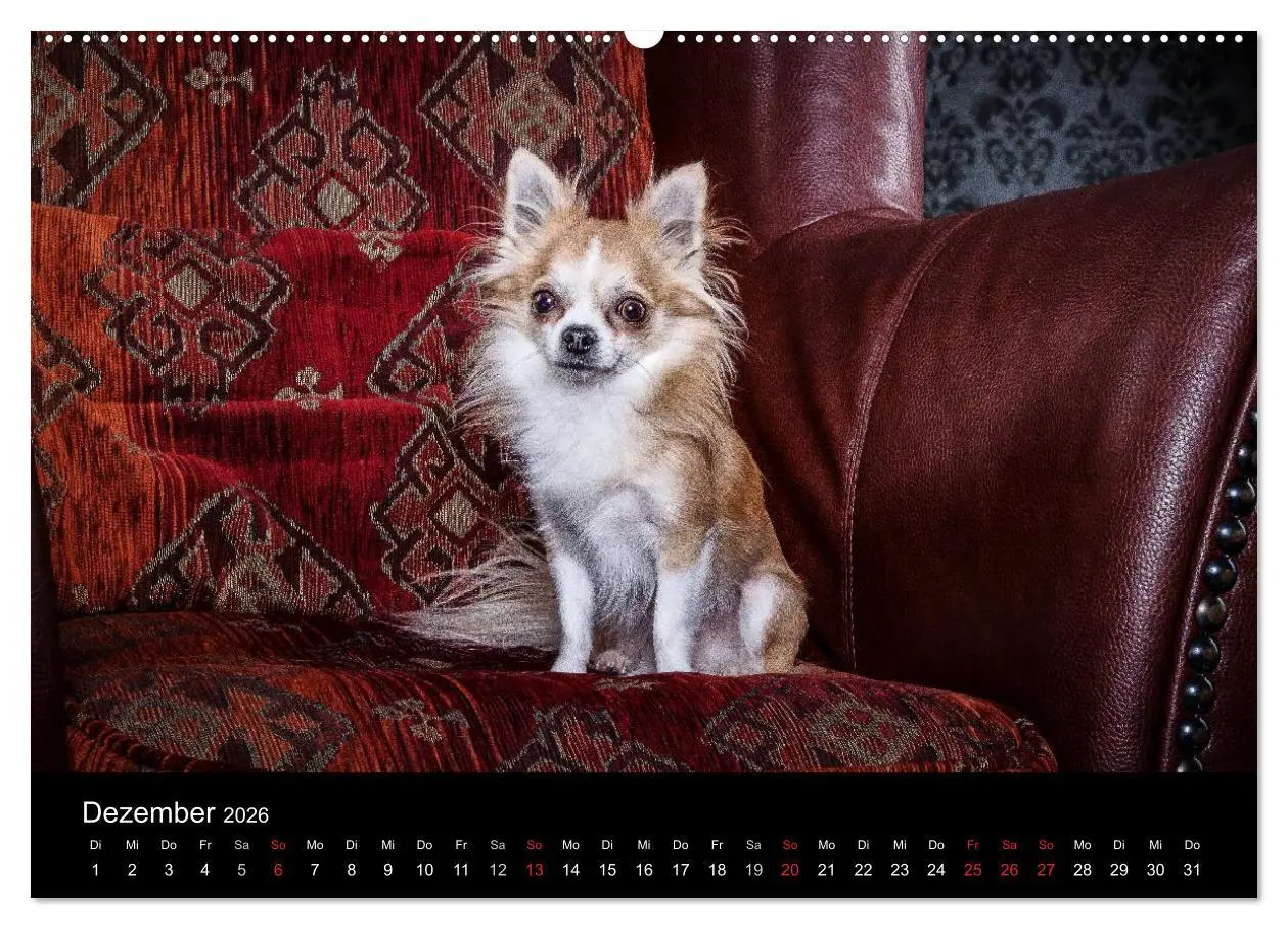 Bild: 9783516150094 | Chihuahuas - Cool and Cute (hochwertiger Premium Wandkalender 2026...