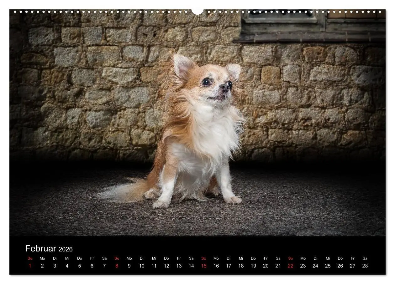 Bild: 9783516150094 | Chihuahuas - Cool and Cute (hochwertiger Premium Wandkalender 2026...
