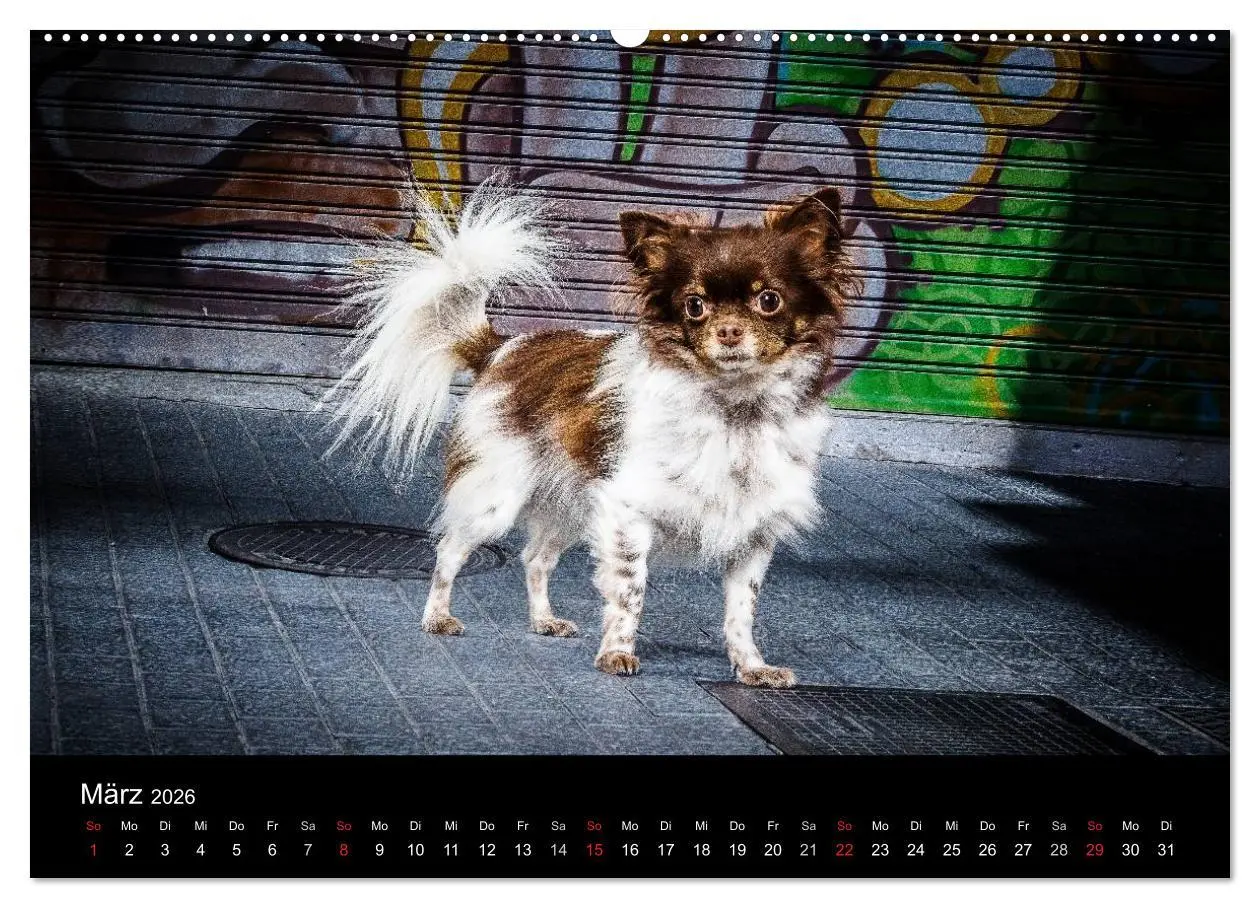 Bild: 9783516150094 | Chihuahuas - Cool and Cute (hochwertiger Premium Wandkalender 2026...