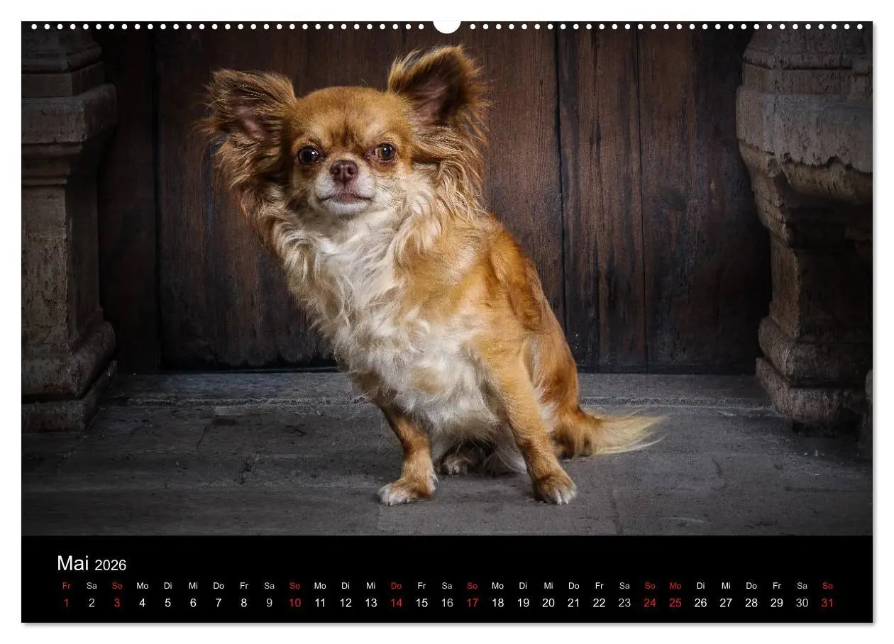 Bild: 9783516150094 | Chihuahuas - Cool and Cute (hochwertiger Premium Wandkalender 2026...