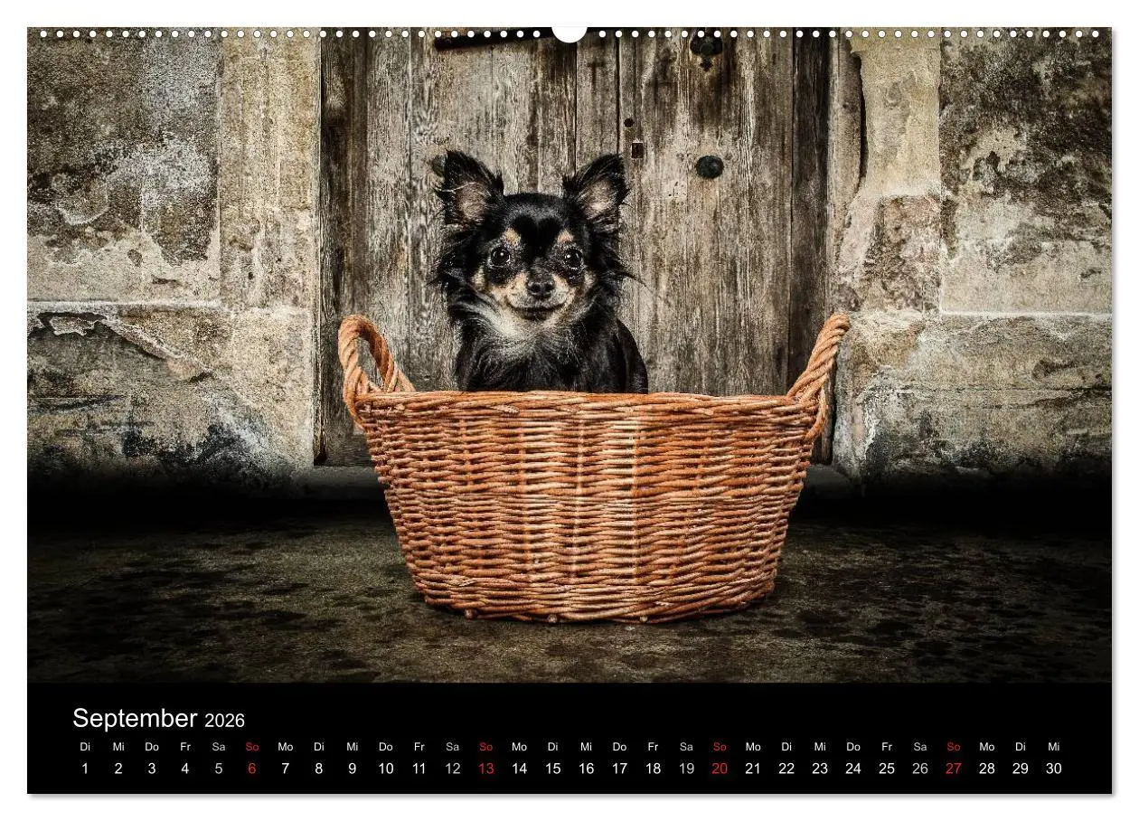 Bild: 9783516150094 | Chihuahuas - Cool and Cute (hochwertiger Premium Wandkalender 2026...