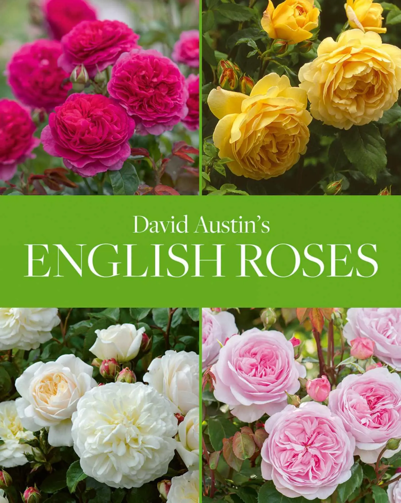 Cover: 9781788840194 | David Austin's English Roses | David Austin | Buch | Gebunden | 2020