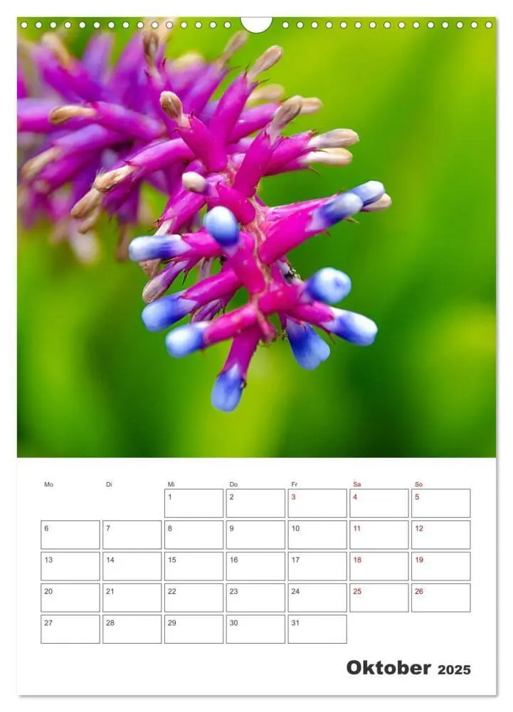 Bild: 9783435890194 | Dornige Schönheiten - Kakteen und Sukkulenten (Wandkalender 2025...