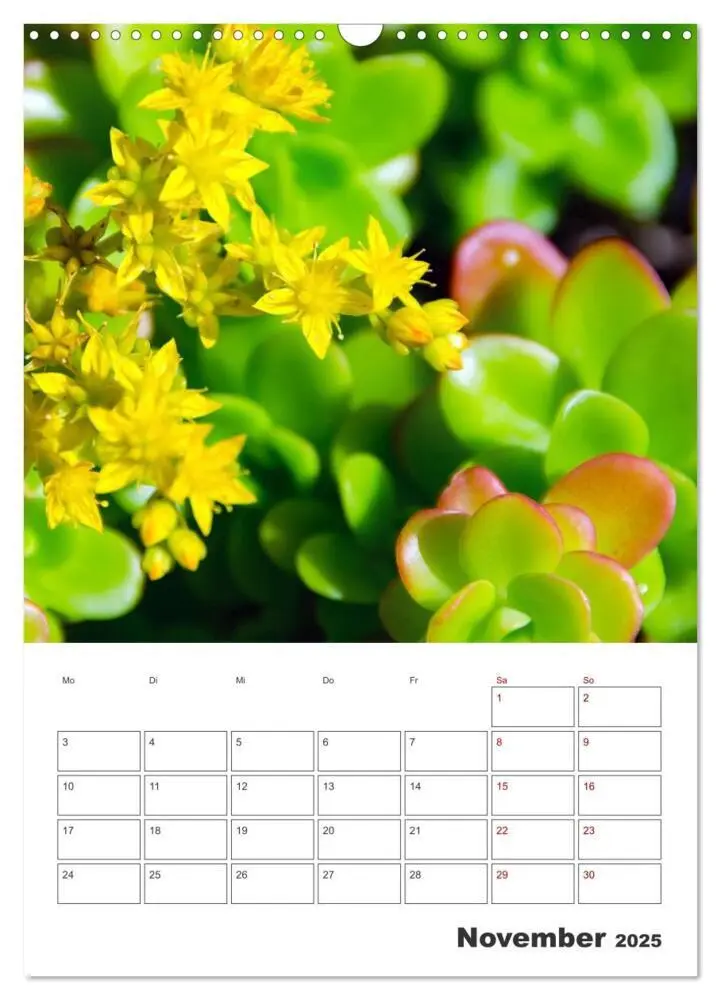 Bild: 9783435890194 | Dornige Schönheiten - Kakteen und Sukkulenten (Wandkalender 2025...