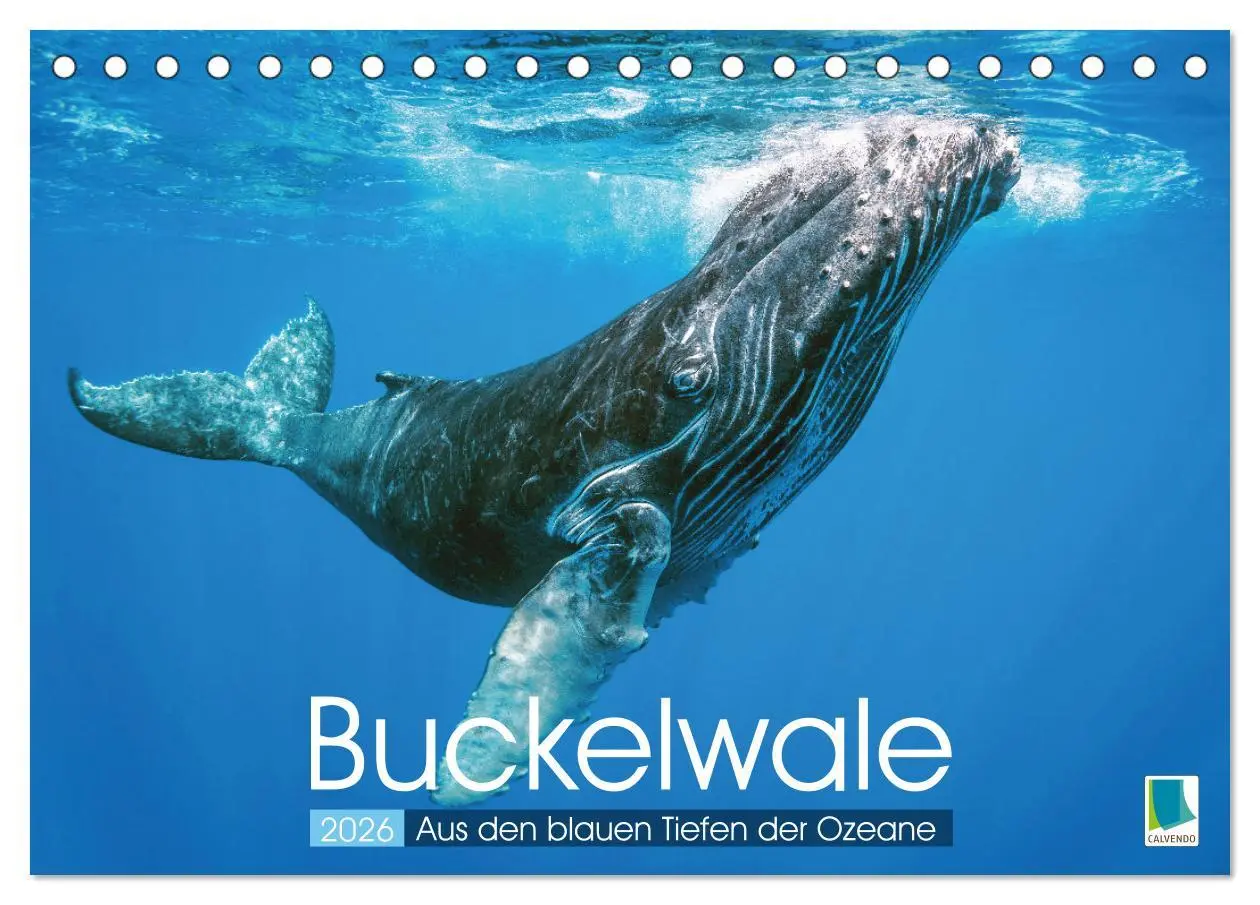 Cover: 9783457290194 | Buckelwale: Aus den blauen Tiefen der Ozeane (Tischkalender 2026...