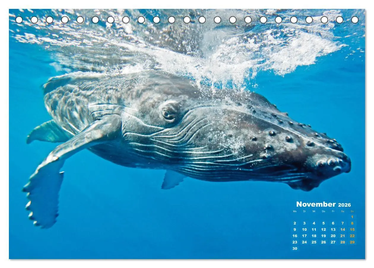 Bild: 9783457290194 | Buckelwale: Aus den blauen Tiefen der Ozeane (Tischkalender 2026...
