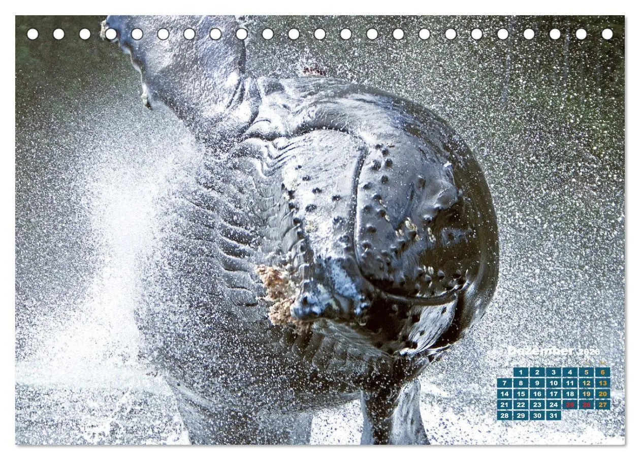 Bild: 9783457290194 | Buckelwale: Aus den blauen Tiefen der Ozeane (Tischkalender 2026...
