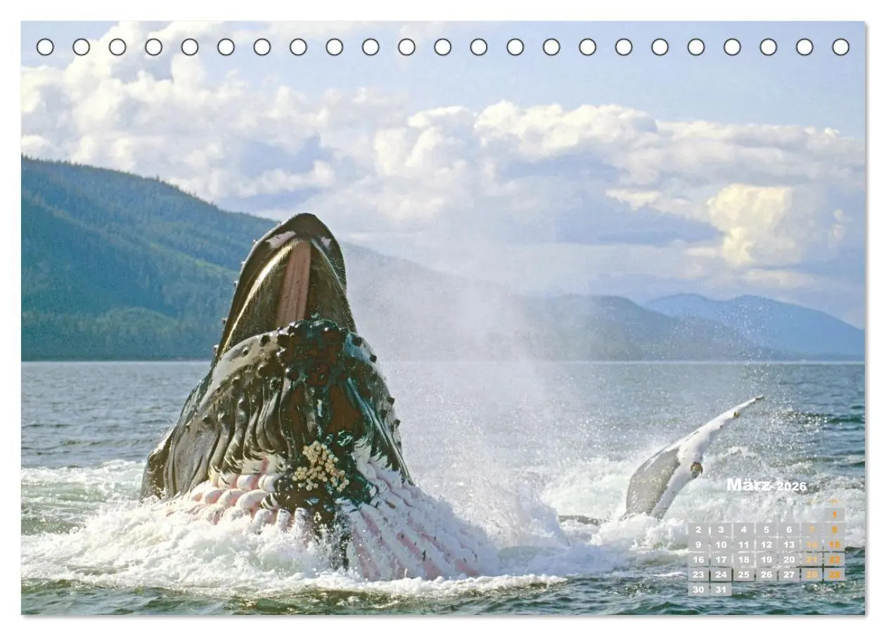 Bild: 9783457290194 | Buckelwale: Aus den blauen Tiefen der Ozeane (Tischkalender 2026...